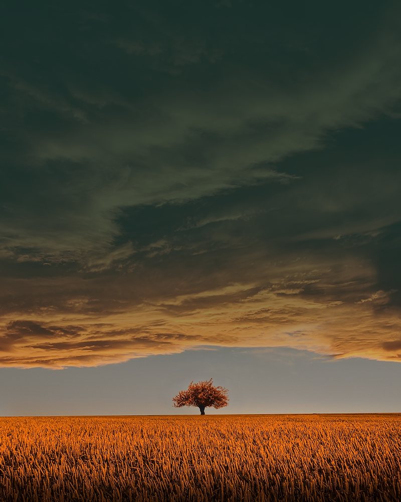 A lone tree on the horizon of a golden field beneath a dramatic amber sky